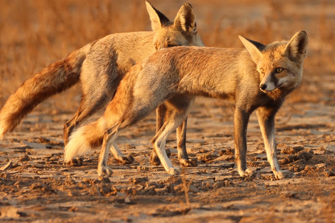 Desert Fox 05.JPG