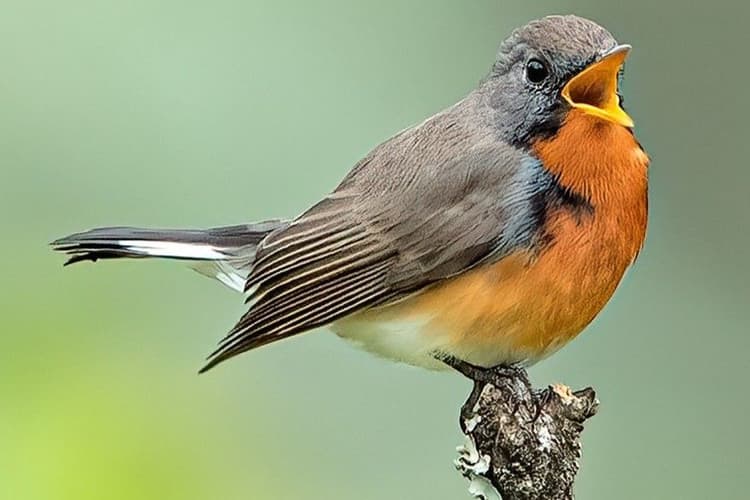 Kashmir Flycatcher 01.jpg
