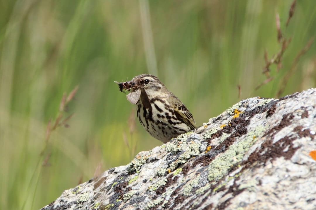 Olive-backed Pipit.JPG