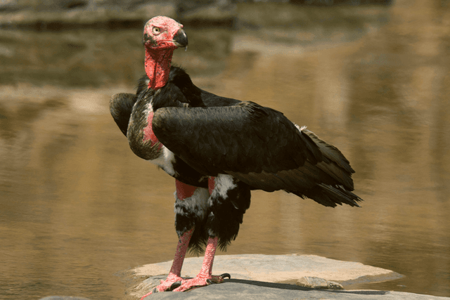 Red-headed Vulture 01.png