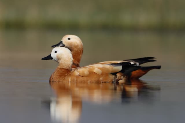 Ruddy Sheldduck.JPG