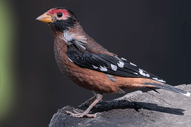 Spectacled Finch 01.png