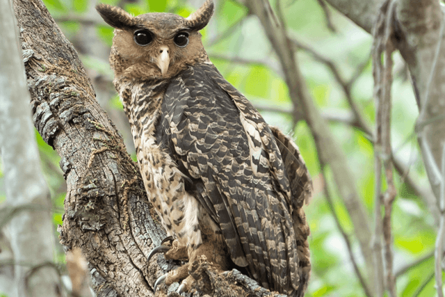 Spot-bellied Eagle-Owl 01.png