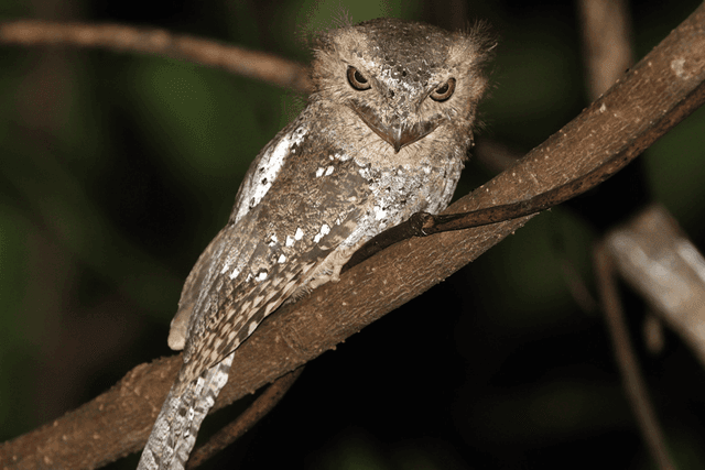 Sri Lanka Frogmouth 01.png
