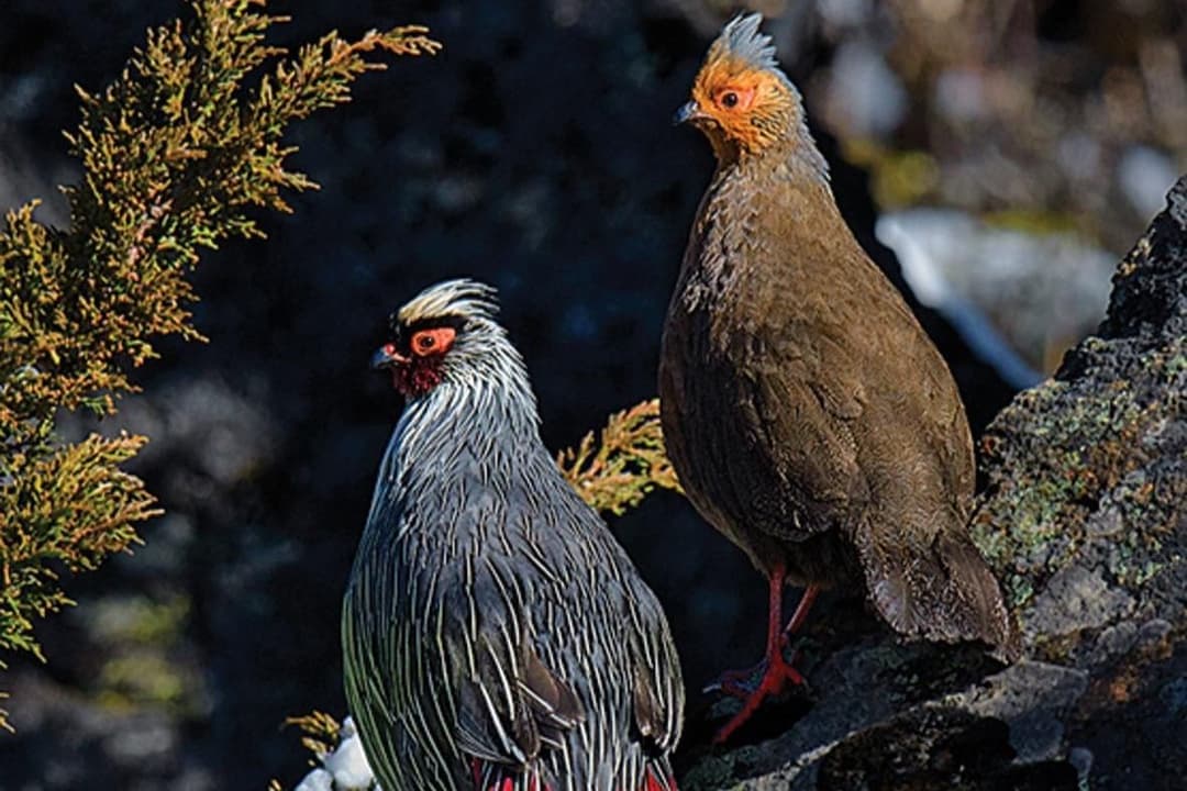 Blood Pheasant.jpg