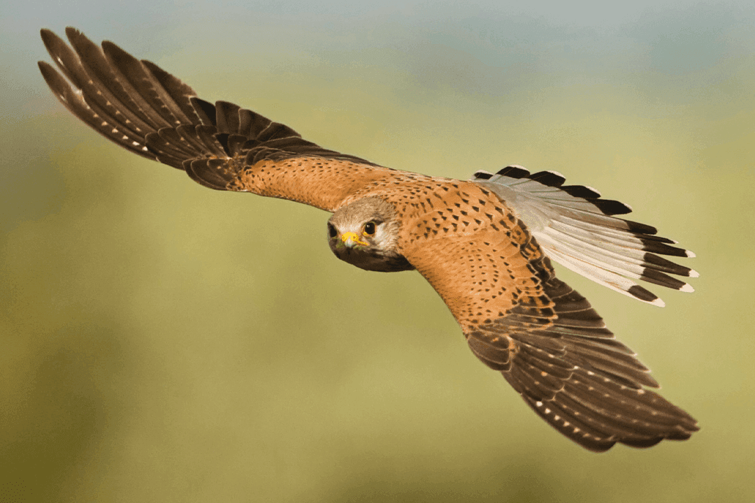 Common Kestrel 01.png