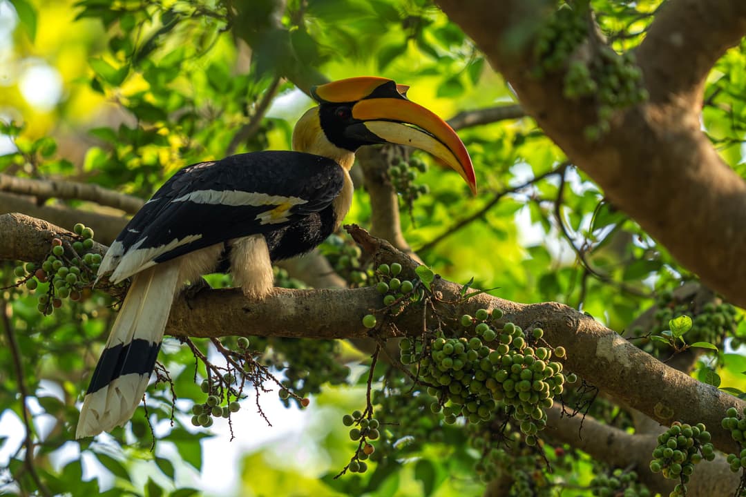 Great_hornbill 01.jpg