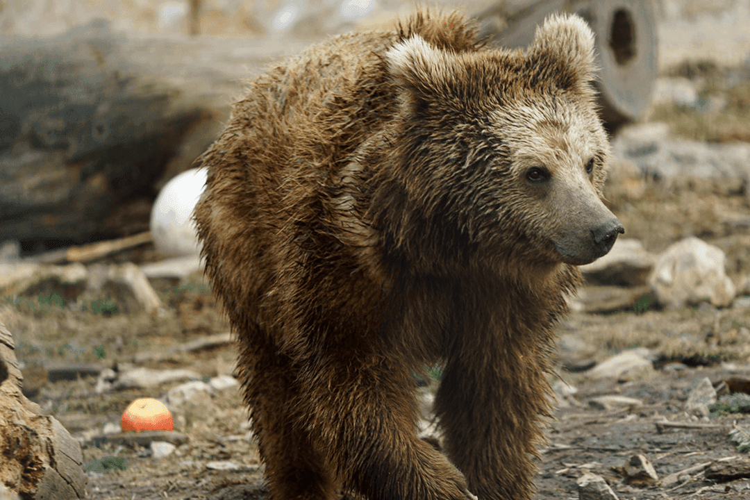 Himalayan Brown Bear 01.png