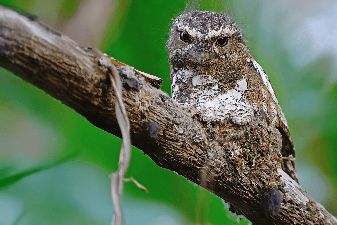 Hodgson's Frogmouth 01.png