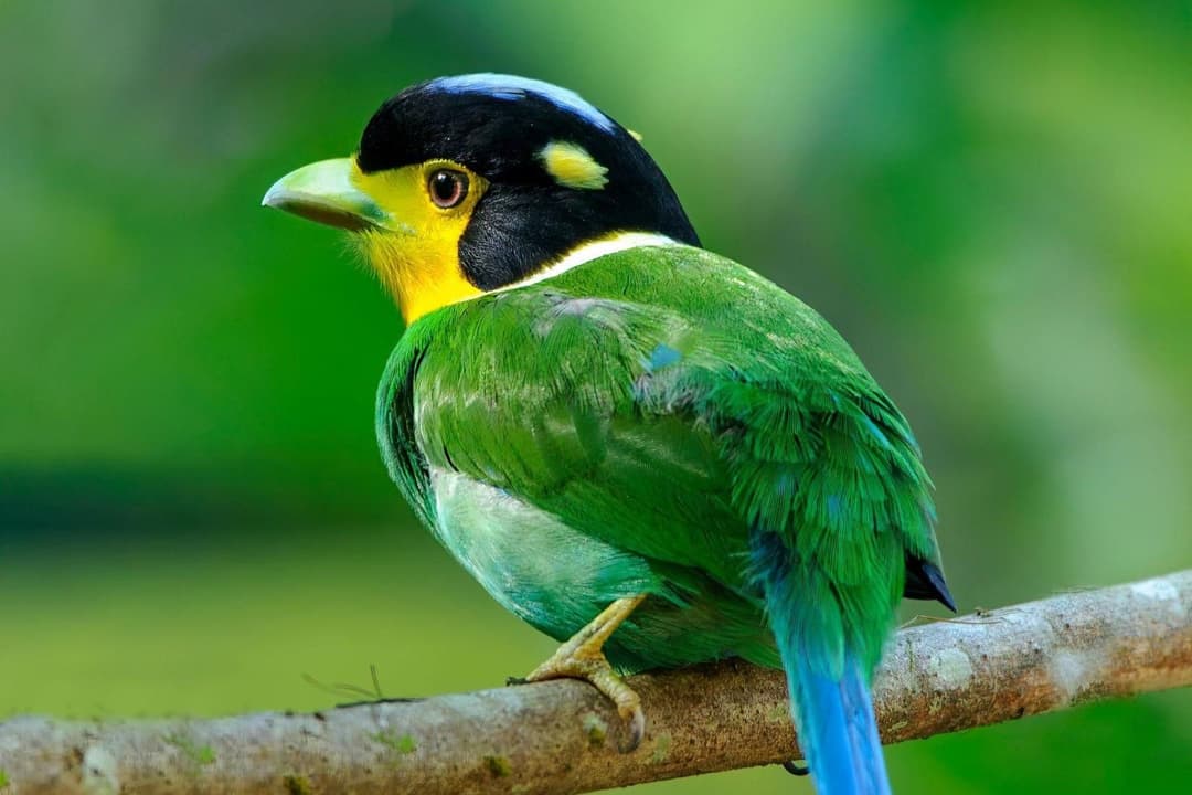 Long-tailed Broadbill.jpg