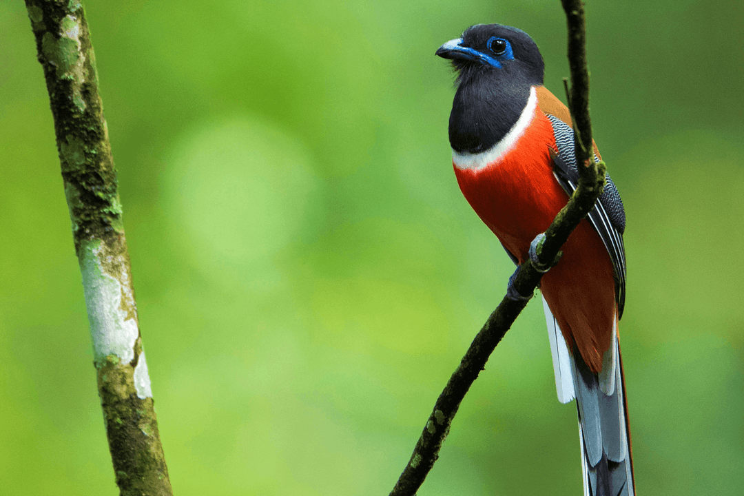 Malabar Trogon 02.png