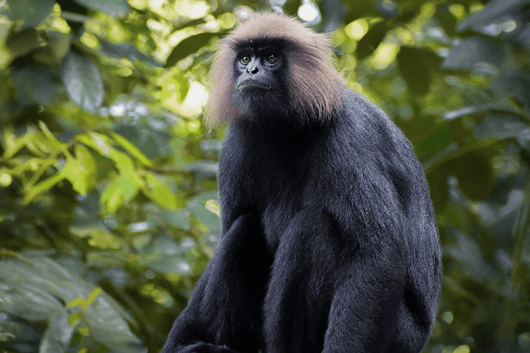 Nilgiri Langur 01.png