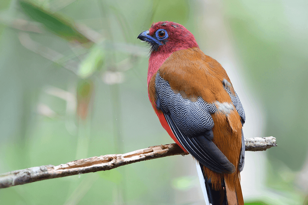 Red-headed Trogon 01.png