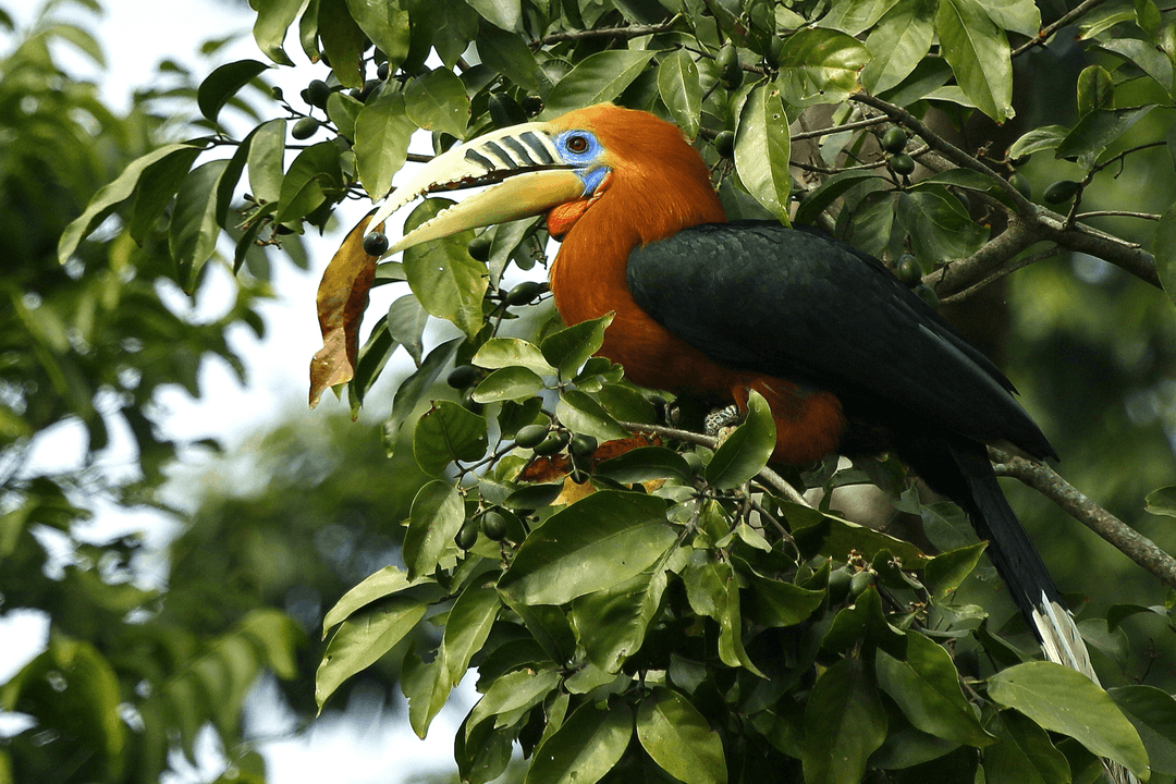 Rufous-necked Hornbill 02.png