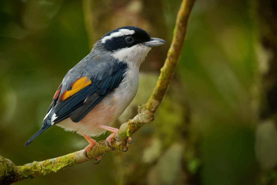 White-browed Shrike-Babbler.jpg